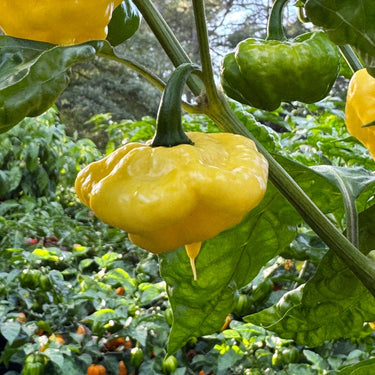 Lemon StarrBurst - Seeds - The Pepper Pantry (Formerly Marie Sharp's)